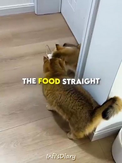 Proof That Cats Are Not Smart 😂🐱 #shorts | InfisDiary