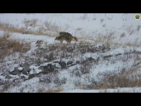 Wild Coyotes Stay Connected After Mating | Wildlife Behavior (2026 February 17&18)