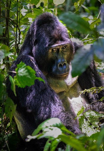 Bwindi Impenetrable Forest in Uganda is home to almost half of the world’s mountain gorillas. With only a limited number of permits (around 152 per day), this is one of the rarest wildlife experiences — an encounter only a few travelers get to enjoy each year 🦍 #mountaingorillas #gorillatracking #gorillatrekking #gorillatrekkinguganda #wildlifeencounter
