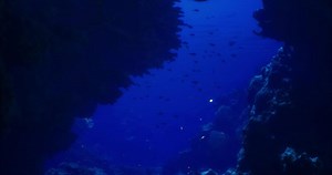 CGI Underwater view of a vibrant coral reef in a serene ocean environment