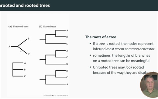 Phylogenetic trees- the basics