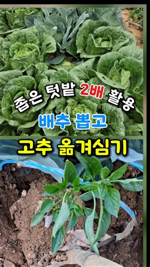좁은 텃밭 2배 활용 배추 뽑고 고추 옮겨심기 #내맘농부 #농사꿀팁 #배추재배 #고추 재배 #귀농귀촌 #farming