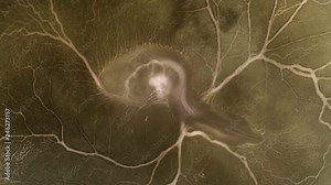heartbeat and blood flow through the vessels in a chicken embryo in an egg