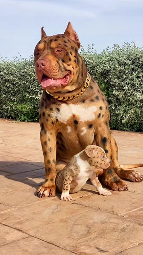 💖💖💖 #leopardbully #jagubull #jaguar #jaguarhybrid #news #newanimal #newpet #species