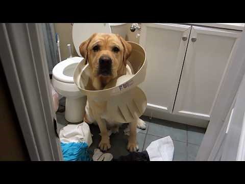 Crazy Animals Destroying Things | Funny Animal Fails