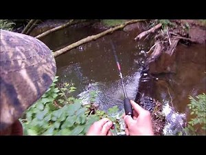 Wild Trout Fishing in the Allegheny National Forest 2017