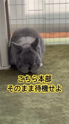 待機中の機動隊うさぎ班