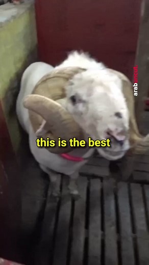 Arab on Instagram: "World Champion Fighter Goat 🐐 [Full video on YouTube | arabuncut.com]"