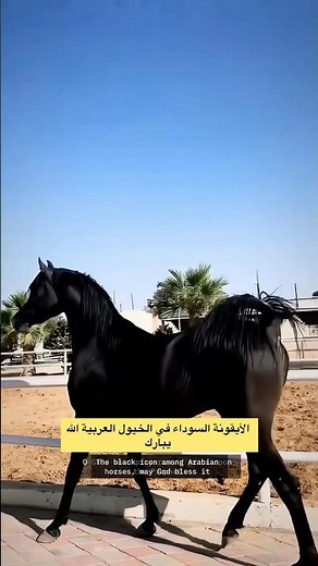 Al-Adham, the Black Jewel of Arabian Horses🔥🐎 #horse #pets #horses #animals