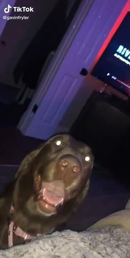 Get the f outta here dog hand in mouth