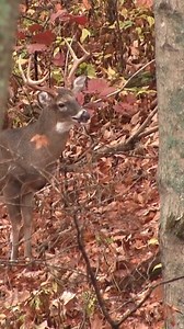Nows the time to be in the woods guys! Bucks are cruising and starting to chase!... #fbreels #reels #reelsvideo #reelsfb #deerhunting #bowhunting #hunting #huntingseason #outdoor #outdoorlife #hunt #hunter #kentucky | Heart of Kentucky Outdoors