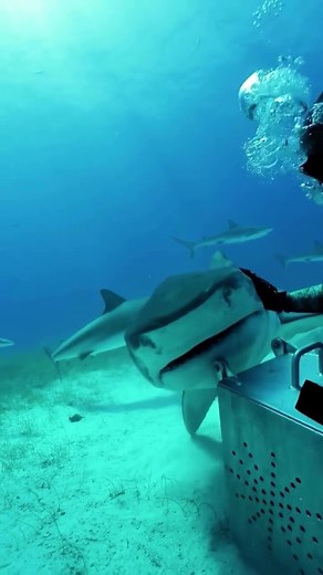 Can you believe the shark can play the piano?🤓#shark#sharks#sharke#shark?#sea#ocean#fish#marinelife#foryoupage#fyp#foryou#dive