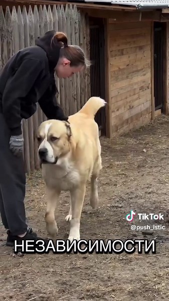 Алабай: дикий защитник собак