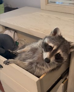 Why we love these hilarious rowdy raccoons! 🦝💕 | Animal Antics