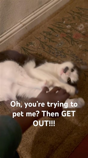 When I try to pet my cat while she’s sleeping, this happens…