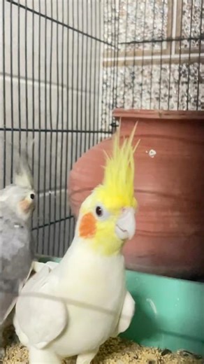 Angry cocktail parrots#shortfeed #birds #vibrantbirds #cockatiel #birdingparadise #cute #birdsong