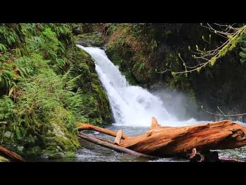 Relaxing Waterfall & Bird Sounds