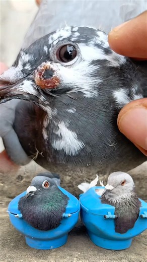 Pigeon Pox Removal and Treatment Process