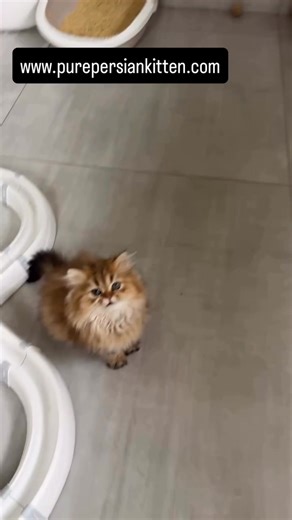 Looking for a fluffy new best friend? Our purebred Persian kittens...