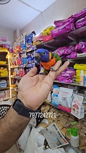 16K views · 722 reactions | Rainbow lorikeet Talking Parrot #lorikeet #parrots #birds #birdlovers #birdsonearth #parrotlover #exotic #exoticpets #pet #petlovers #petshop #reels #viral #viralreels #instagram #instadaily #mumbai #india | Sajid Shaikh | Facebook