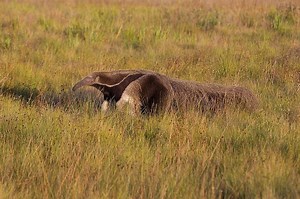 The Giant Anteater: Protecting the Unusual and Endangered Mammal of the Rainforest Floor