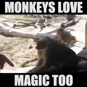 186K views · 3K reactions | This monkey is blown away! Haha. | I Freaking Love Animals | Facebook
