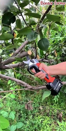 “Apple Tree Pruning Secrets 🍎✂️ – Boost Growth Fast!”#pruning #stysifiying