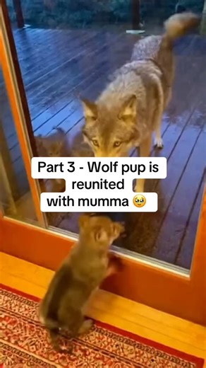 Animal Around Us on Instagram: "Wow this wolf really missed her pup reunion wolf pup . . . animals #nature #animal #pets #cute #wildlife #love #pet #cats #dogs #dog #photography #cat #instagram #naturephotography #of #photooftheday #dogsofinstagram #birds #catsofinstagram #instagood #petstagram #art #wildlifephotography #animallovers #puppy #petsofinstagram #animalphotography #animalsofinstagram ••••••••••••••••••••••••••••••••••••••••• Credit : Unknown 🎥"