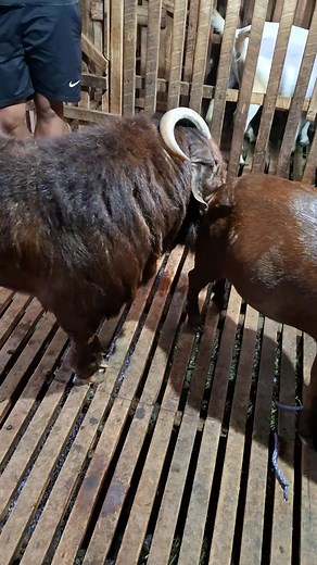 63K views · 767 reactions | Process..Red Boer | Hobi Ternak | Facebook