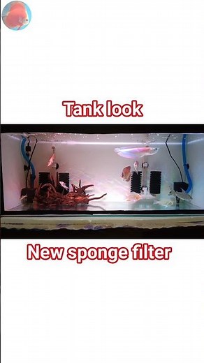 New sponge filter ♥️♥️ #aquarium #spongefilter #aquariumsetup #fishtank