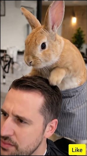 This Rabbit Gives Better Massages Than Humans 💀🐰 #shorts