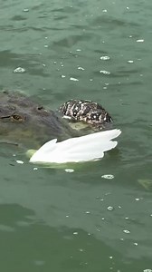 43M views · 406K reactions | #CirculaEnRedes| Como señal Mexica, en el parque Tomás Garrido fue captado el momento en que un cocodrilo devora a una serpiente que, a su vez, se comía un ave.  tabascohoy.com | Tabasco HOY | Facebook