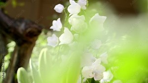 White Campanula sway in wind in bright summer day. Flower Hand bells (Latin of Campanula Appeal, Campanula Muralis) growing outdoors. Nature background