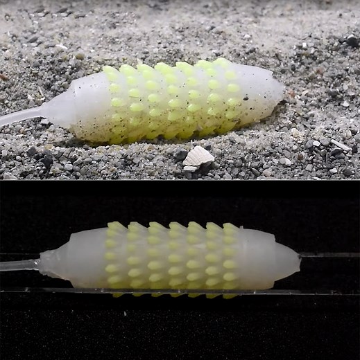 Researchers Develop Earthworm-Like Soft Skin Robot with Bristles That Help it Crawl