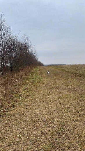 1.7K views · 66 reactions | Beagle dog nature Run bunny  Run for ur life #dog #hunting #beagle #rabbits #bunnyrabbit #trend | Howdy VanSickle | Facebook