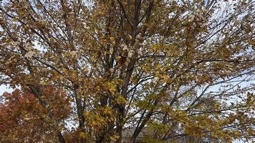 Beautiful fall morning! 🍁 | Deb Farris KAKE