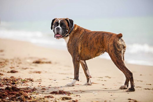 50 Boxer Mixes: Unique Crossbreeds You Didn't Know Existed