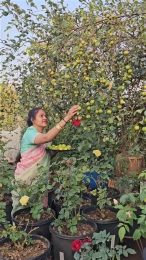 Mahesh Pydisetti on Instagram: "Appleber (gangiregu) harvesting in my garden గంగరేగు #appleber #mygarden #gardening #shortvideo #viralreels"