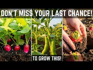 Don't Stop Gardening! 20 Super-Productive Crops You Can Still Plant in November