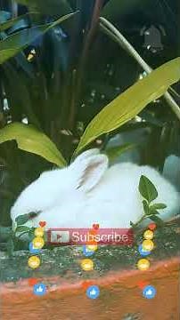 Watch These Bunnies Do Something Adorable!