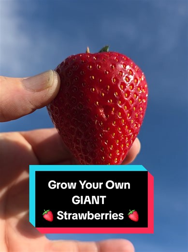 Grow Giant Strawberries Easily: Colossus & Everbearer Guide