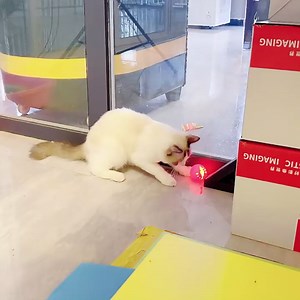 Cat Balls Cat Toy - for cat Play and Stimulation (Balls, Plastic)