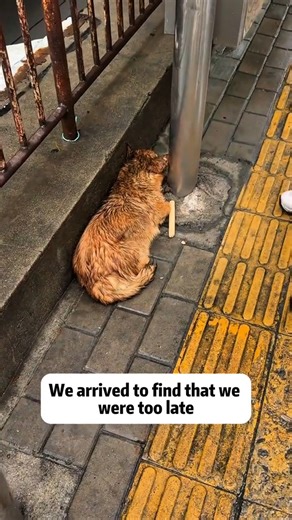 240K views · 9K reactions | .Animals Rescue #dogrescue #rescuedog #dogsofttiktok #foryoupage #foryou #dogs | Hope in Every Paw | Facebook