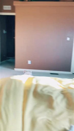 2K views · 171 reactions | Zoomies after a bath. #Dog #Dogs #Bath #BathTime #DogBath #Zoomies #gizmothechihuahua | Gizzie the Chihauhau | Facebook