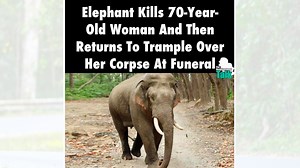 Elephant Tramples Woman's Funeral | Know Your Meme