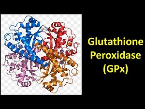 Glutathione Peroxidase (GPx)