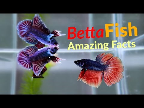 New! Amazing Betta Fish Facts