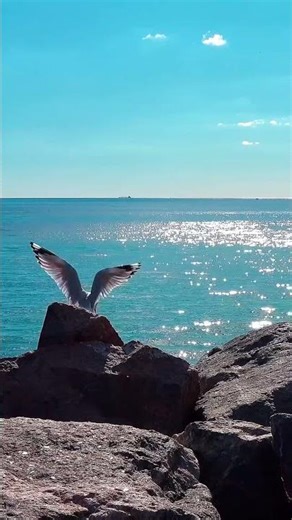 Peaceful Seagull Watch: Blue Ocean Ambiance #nature #birds #ocean #wildlife