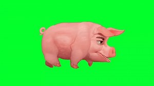 Pig run cycle animation green screen