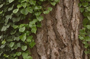 Easiest Way to Train Vines to Grow Up a Post Without a Trellis